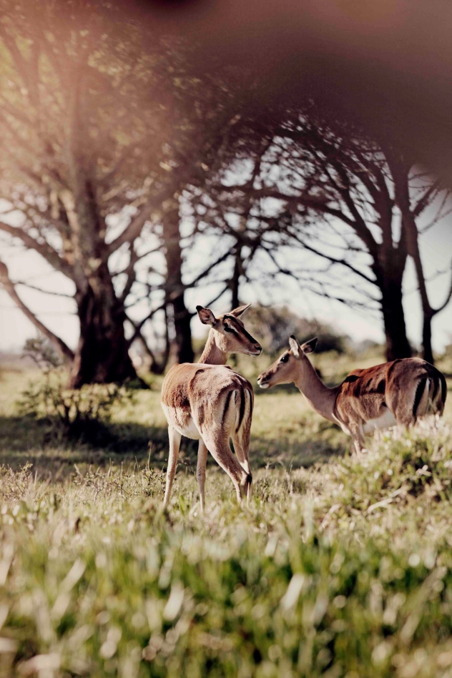 Commercial Property for Sale in Royalston Residential Estate and Wildlife Reserve Eastern Cape